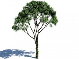 Deciduous tree 4 pieces Modelo 3D