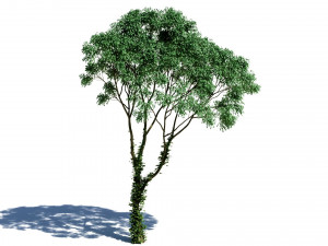 Deciduous tree 4 pieces Modelo 3D