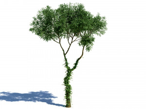 Deciduous tree 4 pieces Modelo 3D