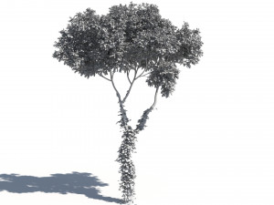 Deciduous tree 4 pieces Modelo 3D