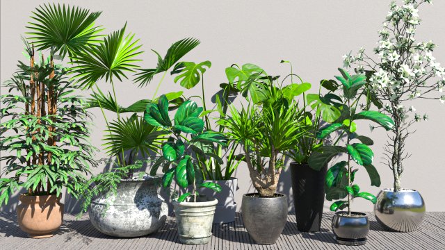 Flowers for the interior 3D 모델 .c4d .max .obj .3ds .fbx .stl .blend 