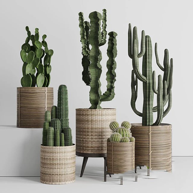 Cactus in basket 3D Model .c4d .max .obj .3ds .fbx .stl .blend