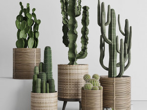 Cactus in basket 3D Model