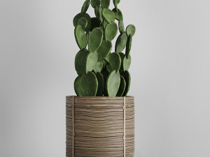 Cactus in basket 3D 모델