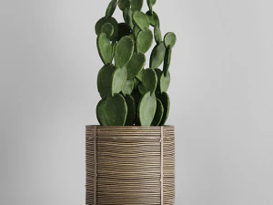 Cactus in basket 3D Model