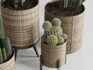 Cactus in basket 3D 모델