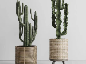 Cactus in basket 3D Model