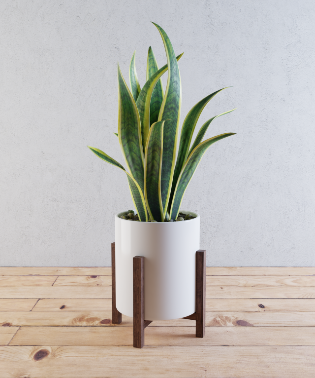 home plant 3D-Modell .c4d .max .obj .3ds .fbx .stl .blend 