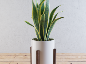 home plant Model 3D