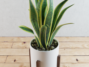 home plant 3D-Modell