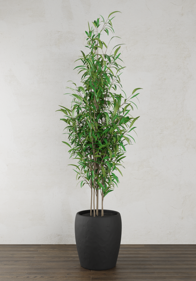 plant 3D Model .c4d .max .obj .3ds .fbx .stl .blend 