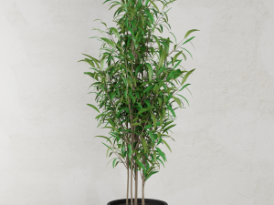 plant 3D Модель
