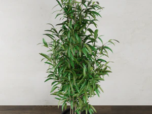 plant 3D Model