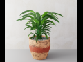 Plant 3D Model
