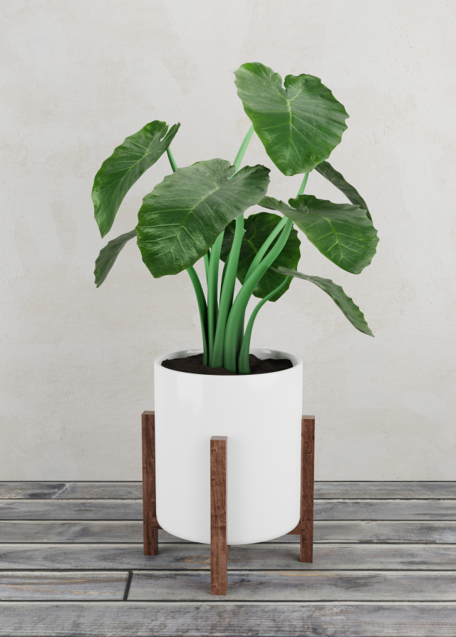 alocasia plant 3D 模型 .c4d .max .obj .3ds .fbx .stl .blend