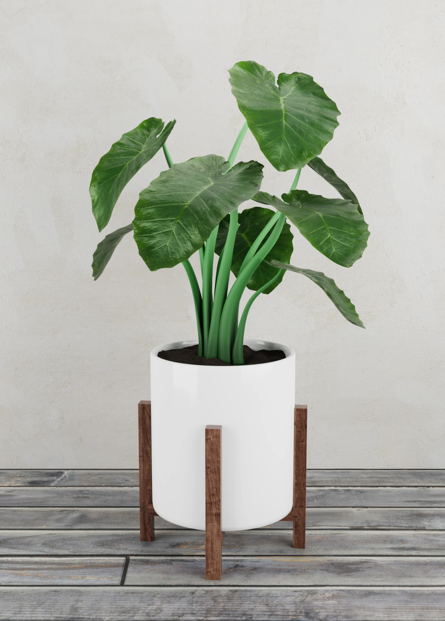 alocasia plant 3D Model .c4d .max .obj .3ds .fbx .stl .blend 