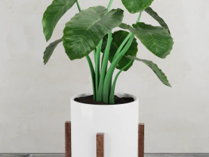 tanaman alokasia Model 3D