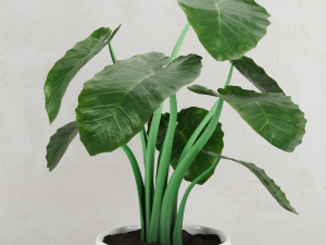 alocasia plant 3D 模型