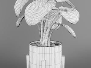 alocasia plant 3D 模型