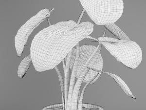 alocasia plant 3D 模型