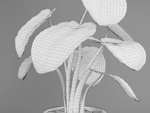 alocasia plant 3D Model