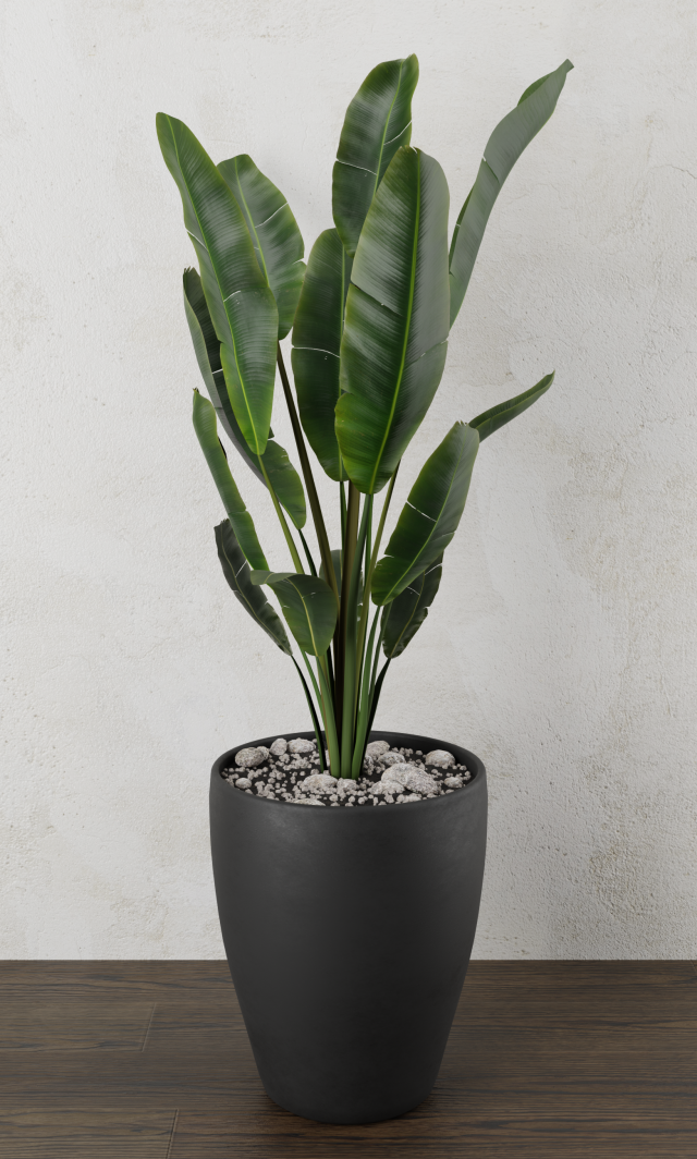 pot plant strelitzia Modelo 3D .c4d .max .obj .3ds .fbx .stl .blend 