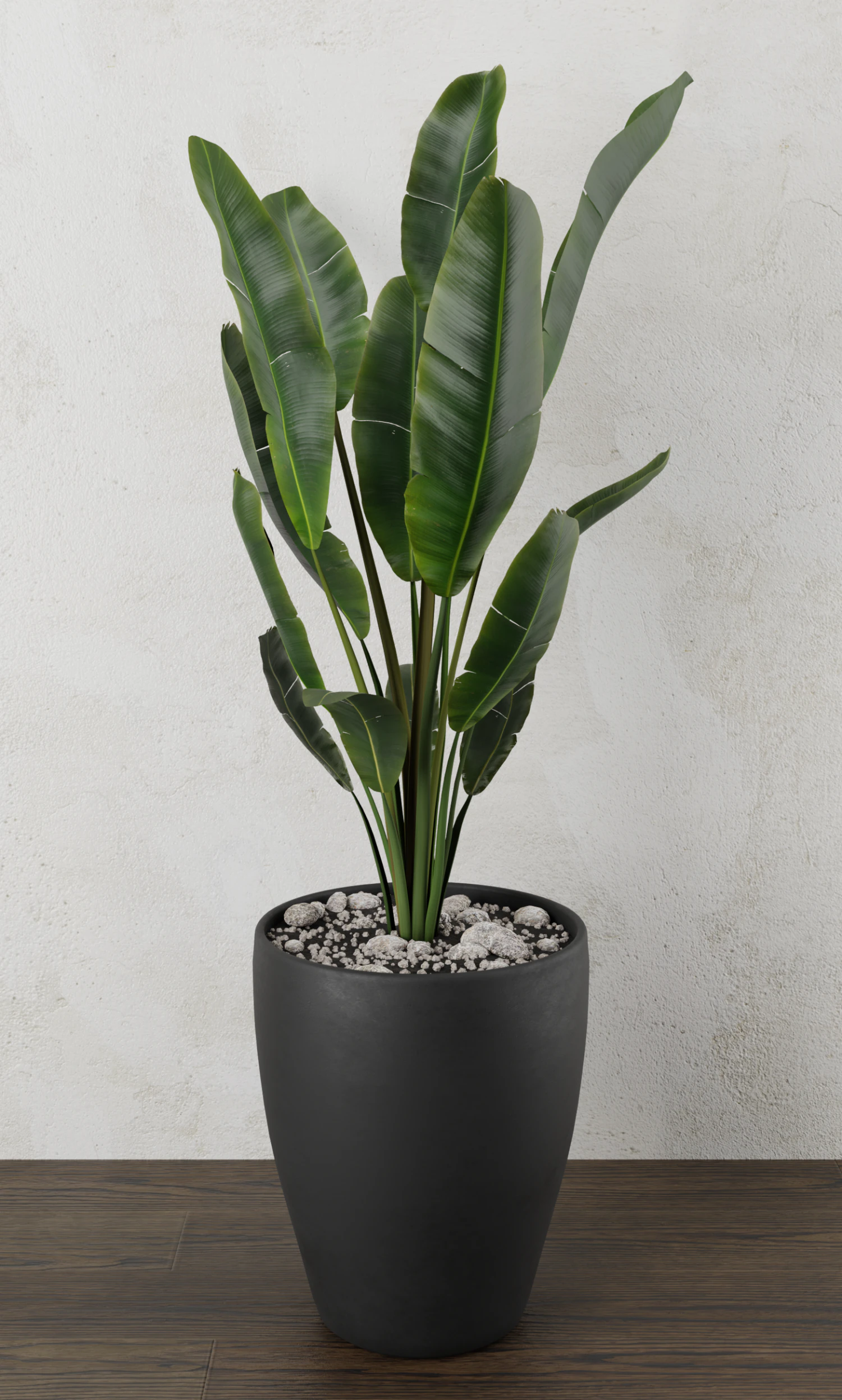 pot plant strelitzia 3D Model .c4d .max .obj .3ds .fbx .stl .blend 