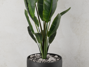 pot plant strelitzia 3D Модель