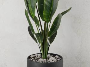 pot plant strelitzia 3D Model