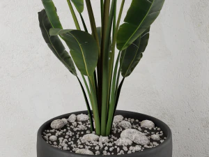 pot plant strelitzia 3D Model