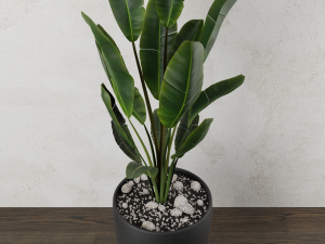 pot plant strelitzia Modelo 3D