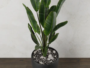 pot plant strelitzia 3D Model