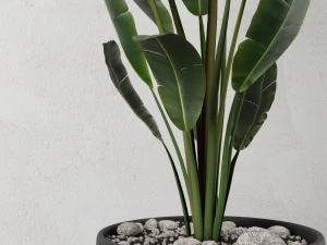 pot plant strelitzia 3D Model