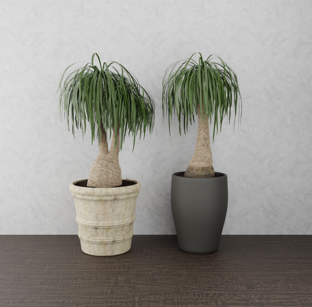 beaucarnea plant 3D Model .c4d .max .obj .3ds .fbx .stl .blend 