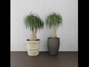 beaucarnea plant 3D Модель