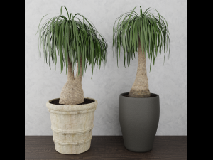 beaucarnea plant 3D Model