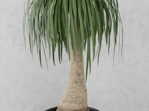 beaucarnea plant 3D Model