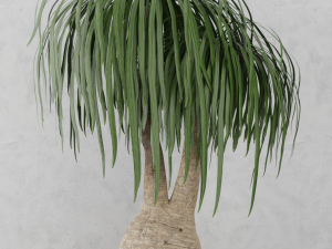 beaucarnea plant 3D Model