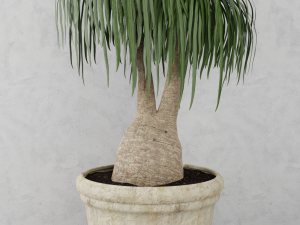 beaucarnea plant 3D Model