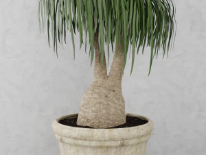 beaucarnea plant 3D Model