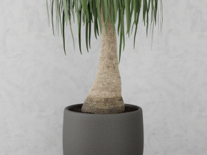beaucarnea plant 3D Model
