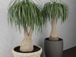 beaucarnea plant 3D Model
