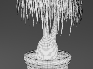 beaucarnea plant 3D Model