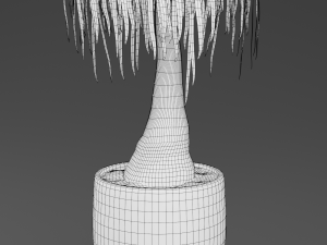 beaucarnea plant 3D Model