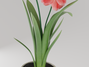 flower home plant low-poly Modèle 3D