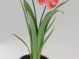 flower home plant low-poly 3D Model