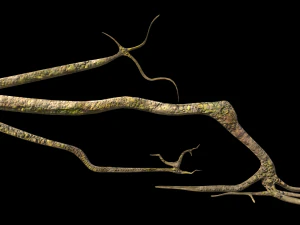 roots or vines pack low-poly 3D Model