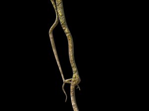 roots or vines pack low-poly Model 3D