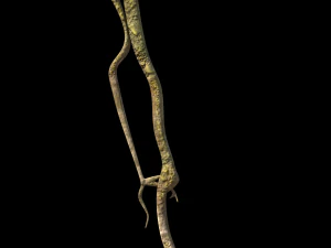 roots or vines pack low-poly 3D Model