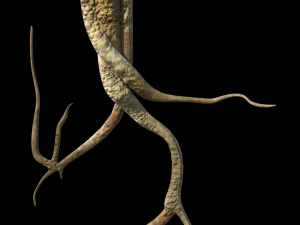 roots or vines pack low-poly Model 3D